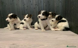 Fox Terrier de Pelo Duro perros en venta: Fox terrier pelo duro  - Imagen 4