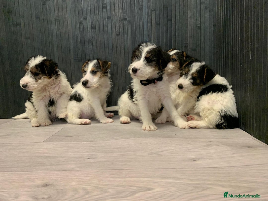 Fox Terrier de Pelo Duro perros en venta: Fox terrier pelo duro  - Imagen 4