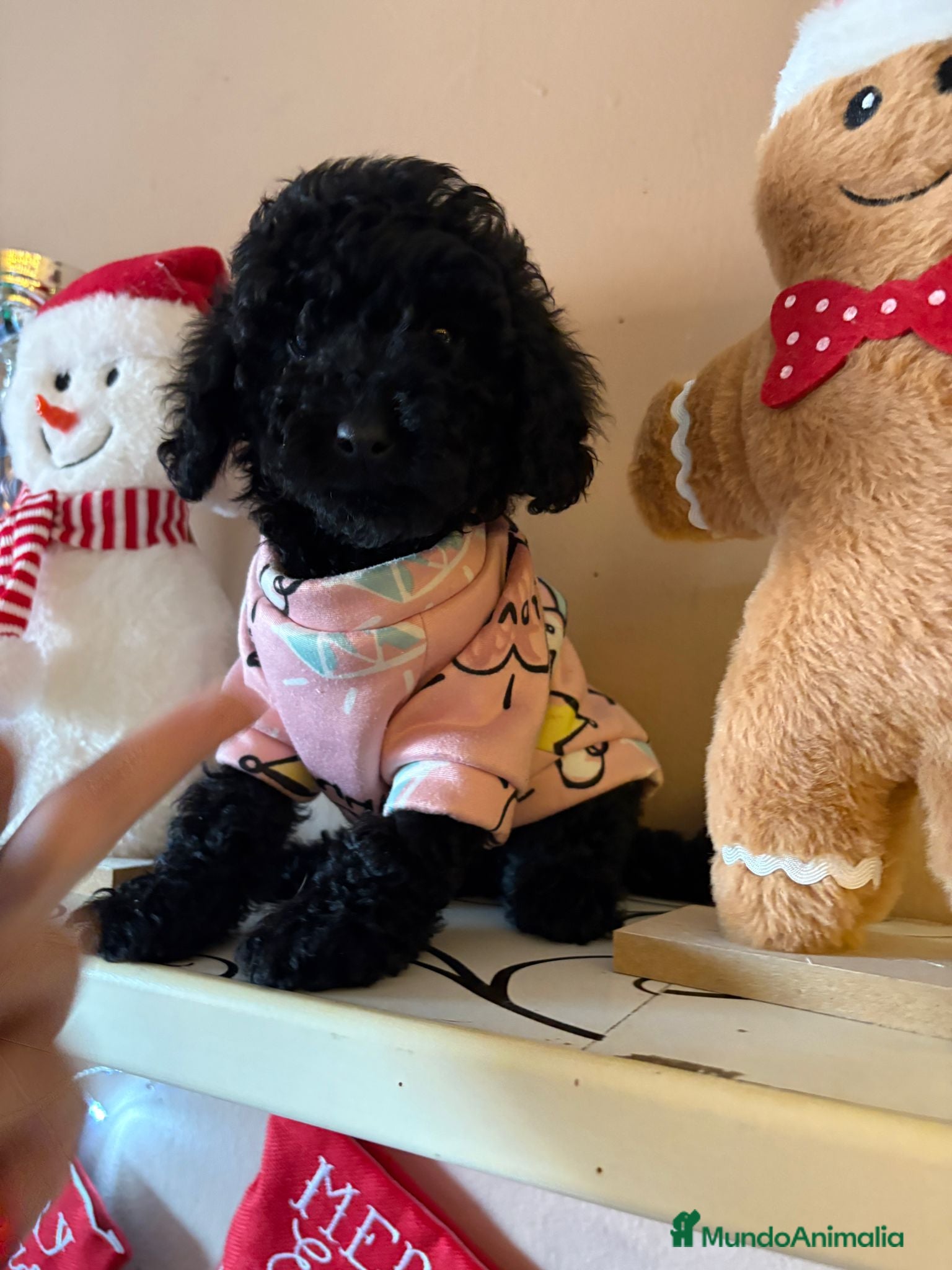 Caniche Toy perros Última hembra mini toy !!!caniche  - Anuncio 9