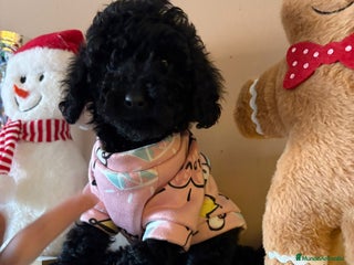 Caniche Toy perros Última hembra mini toy !!!caniche - Anuncio 1