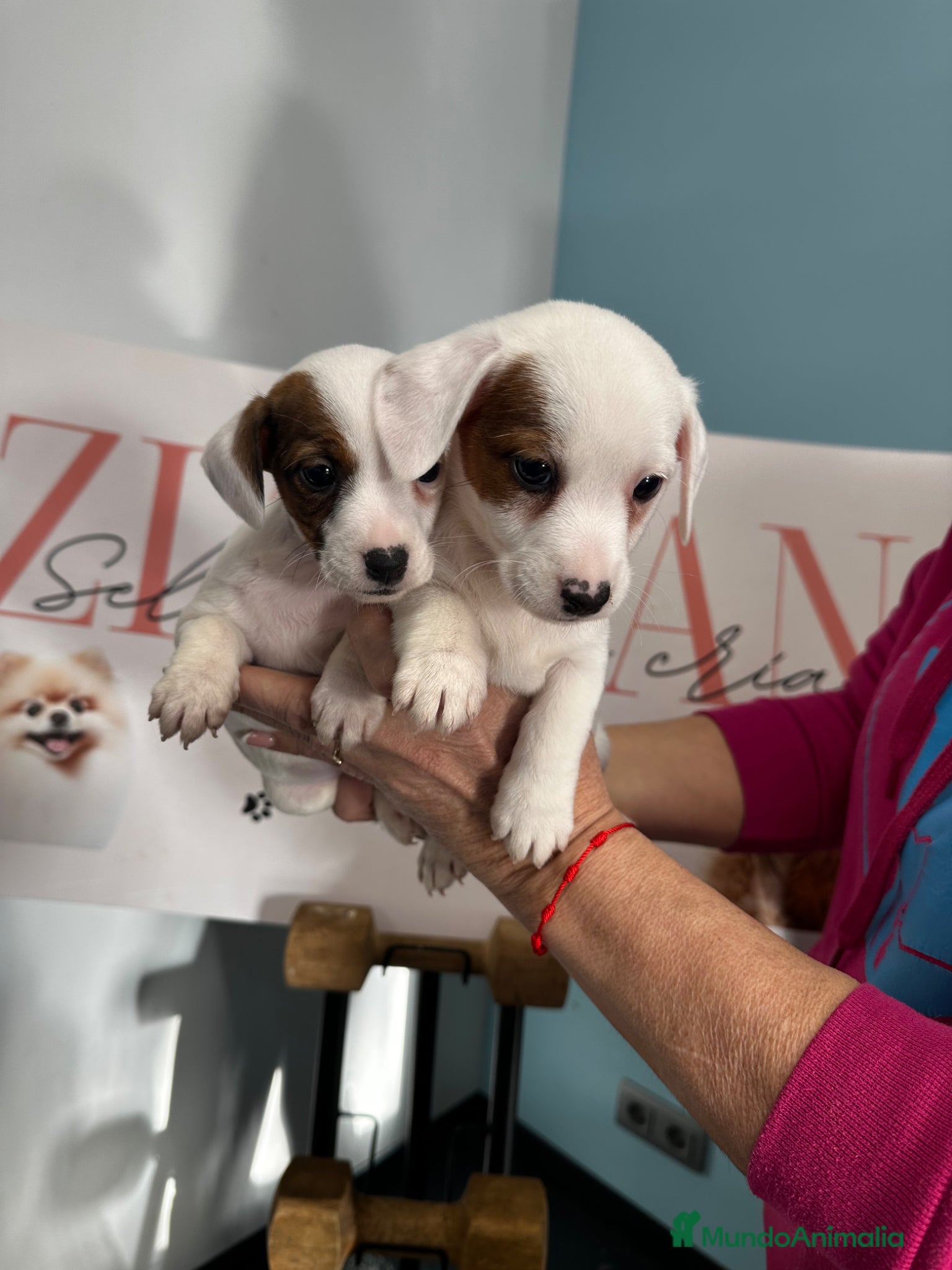 Jack Russell Terrier perros Jack Russell disponibles ✨ - Anuncio 3