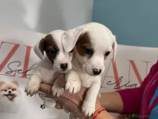 Jack Russell Terrier perros Jack Russell disponibles ✨ - Anuncio 3