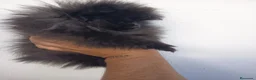 Pomerania perros en venta: Pomerania toy hembra  - Anuncio 4