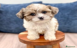 Caniche Toy perros en venta: Cachorros Yorkiepoo - Imagen 1