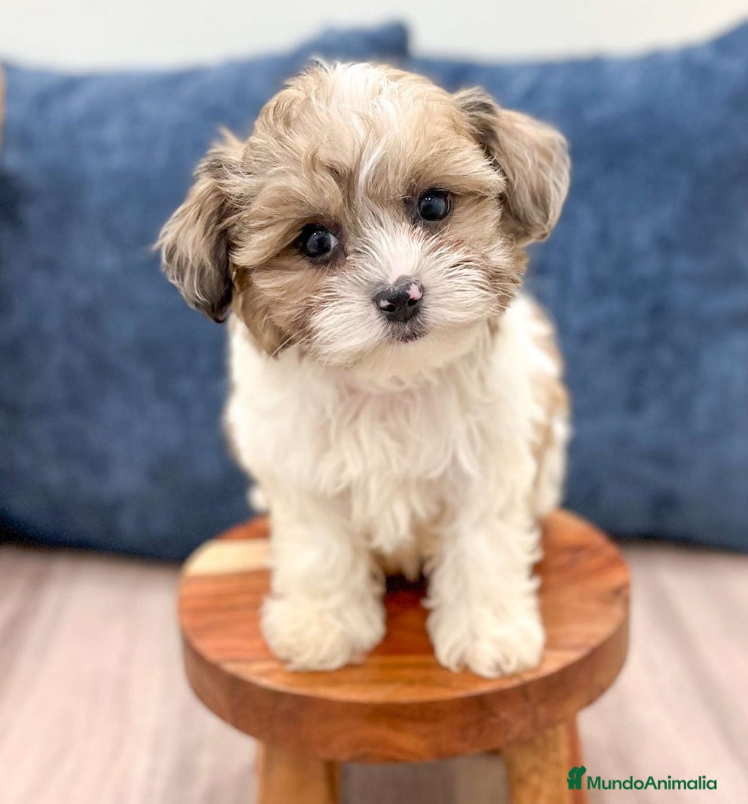Caniche Toy perros en venta: Cachorros Yorkiepoo - Imagen 1