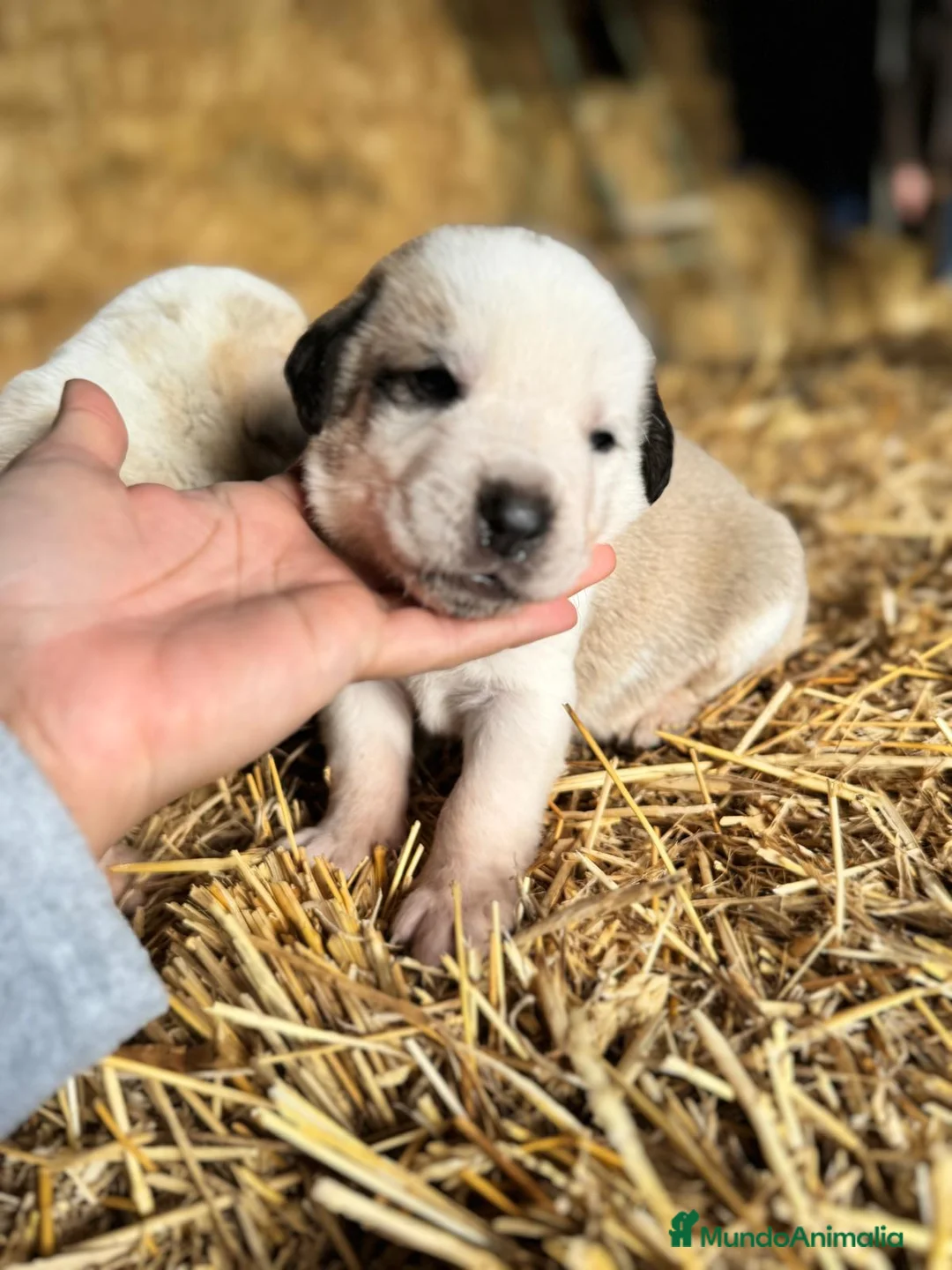 Mastín Español perros en venta: MASTIN ESPAÑOL - Anuncio 13