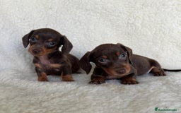 Teckel Miniatura perros en venta: Teckel miniatura varios colores - Imagen 6