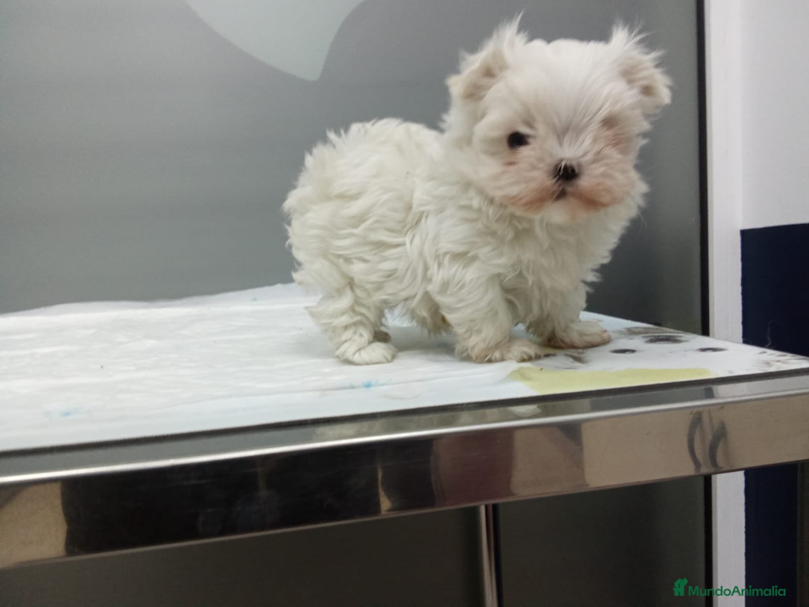 Bichón Maltés perros  BICHÓN MALTÉS LÍNEA COREANA 100% – EXCLUSIVO ✨ - Anuncio 2