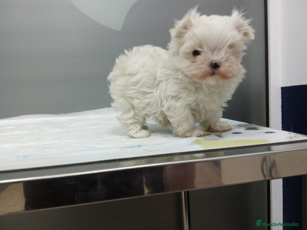 Bichón Maltés perros en venta:  BICHÓN MALTÉS LÍNEA COREANA 100% – EXCLUSIVO ✨ - Anuncio 1
