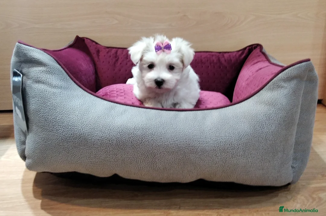 Bichón Maltés perros en venta: Bichón Maltés en Barcelona - Anuncio 6