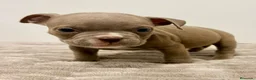 American Bully perros en venta: American bully - Anuncio 9