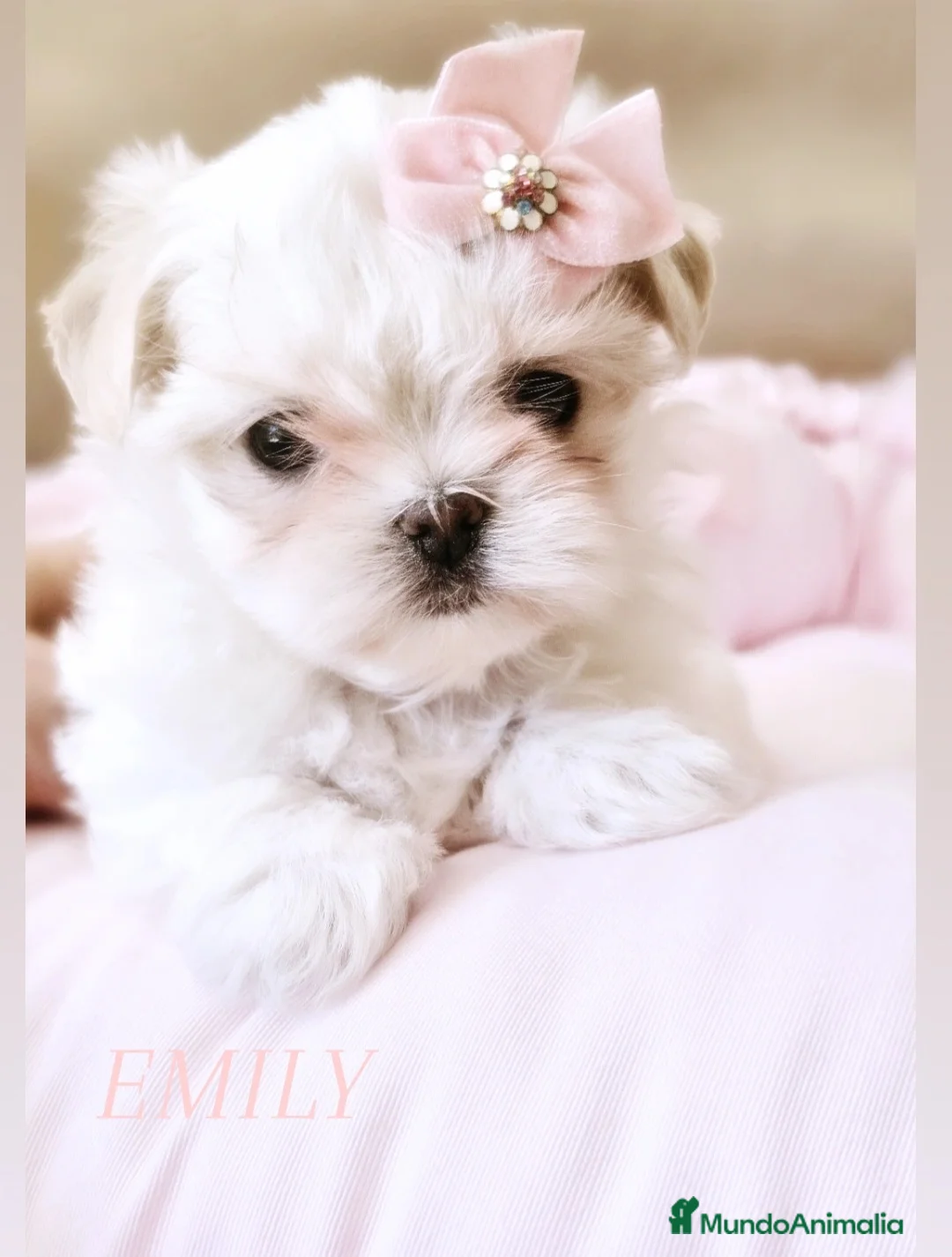 Bichón Maltés perros en venta: Bichon maltes coreano miniatura  - Anuncio 2