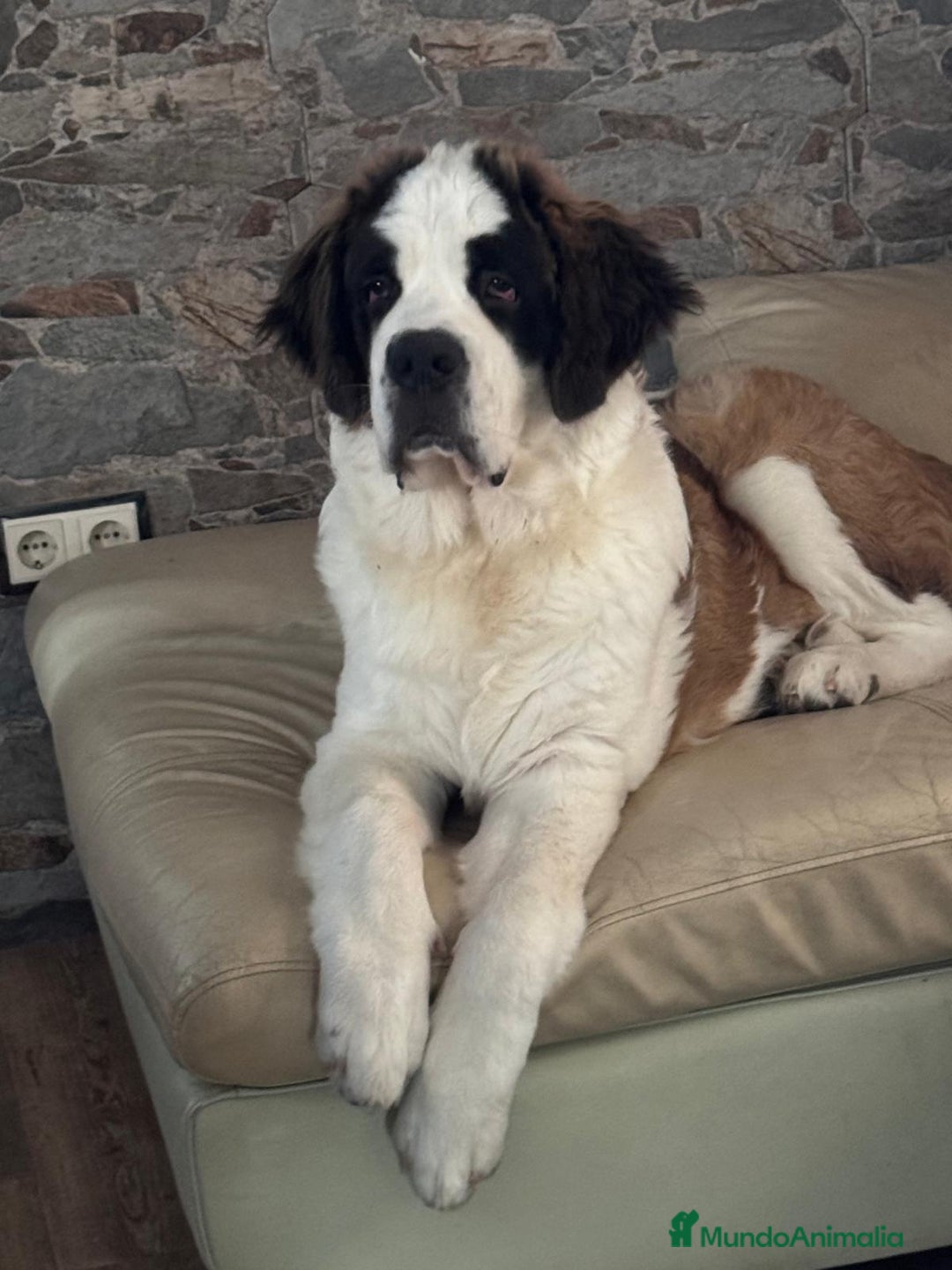 San Bernardo perros en venta: Cachorro de san bernardo con pedigree - Anuncio 4