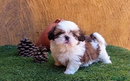 Shih Tzu perros en venta: SHIH TZU IMPERIALES  - Imagen 1