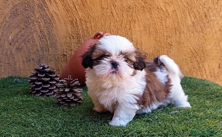 Shih Tzu perros - Anuncio 15