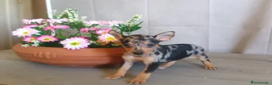 Pinscher Miniatura Macho