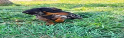 Teckel Miniatura perros en venta: Teckel miniatura  - Anuncio 16