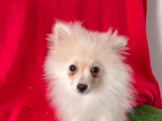 Pomerania perros Pomerania Mini - Anuncio 9