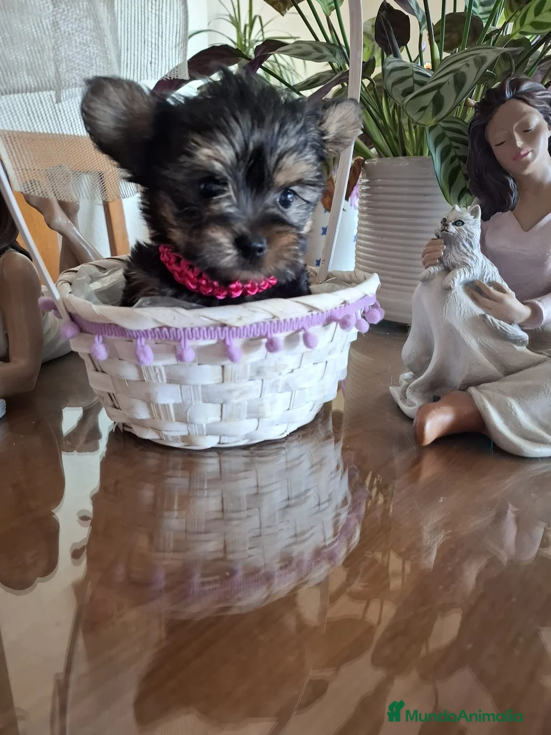 Yorkshire Terrier perros en venta: Yorkshire Terrier  - Anuncio 4