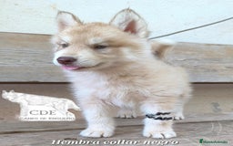 Husky Siberiano perros en venta: Husky siberiano de calidad - Imagen 3