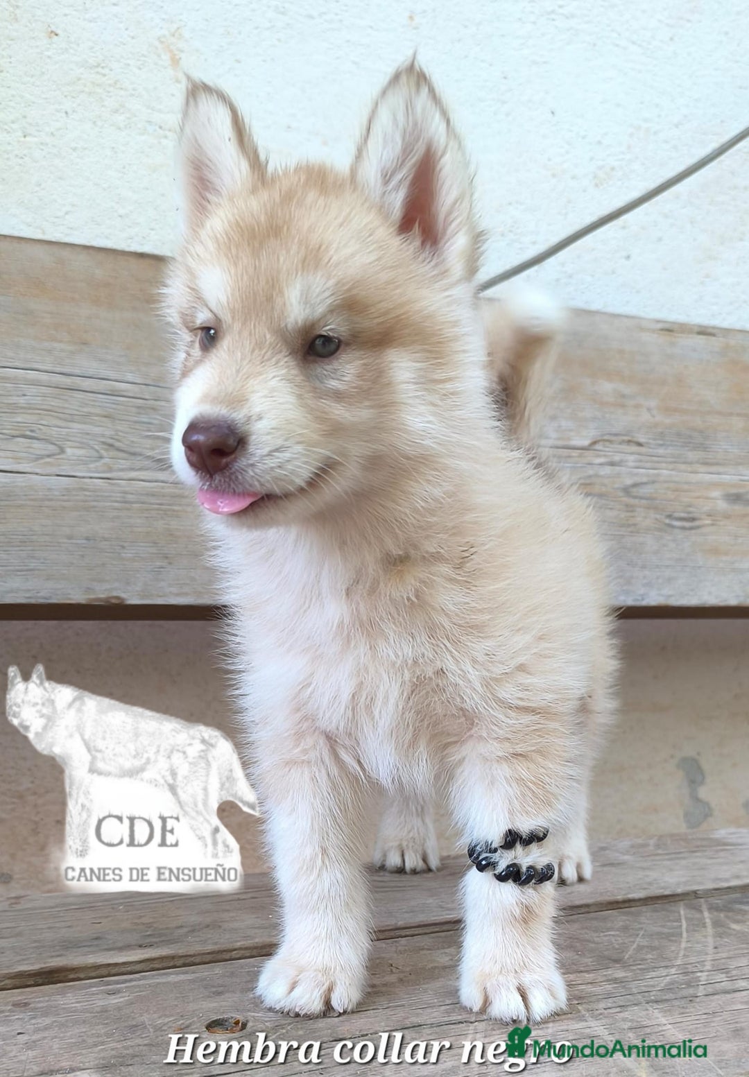 Husky Siberiano perros en venta: Husky siberiano de calidad - Imagen 3