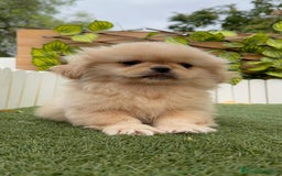 Pekinés perros en venta: PEKINES IMPERIAL - Imagen 18