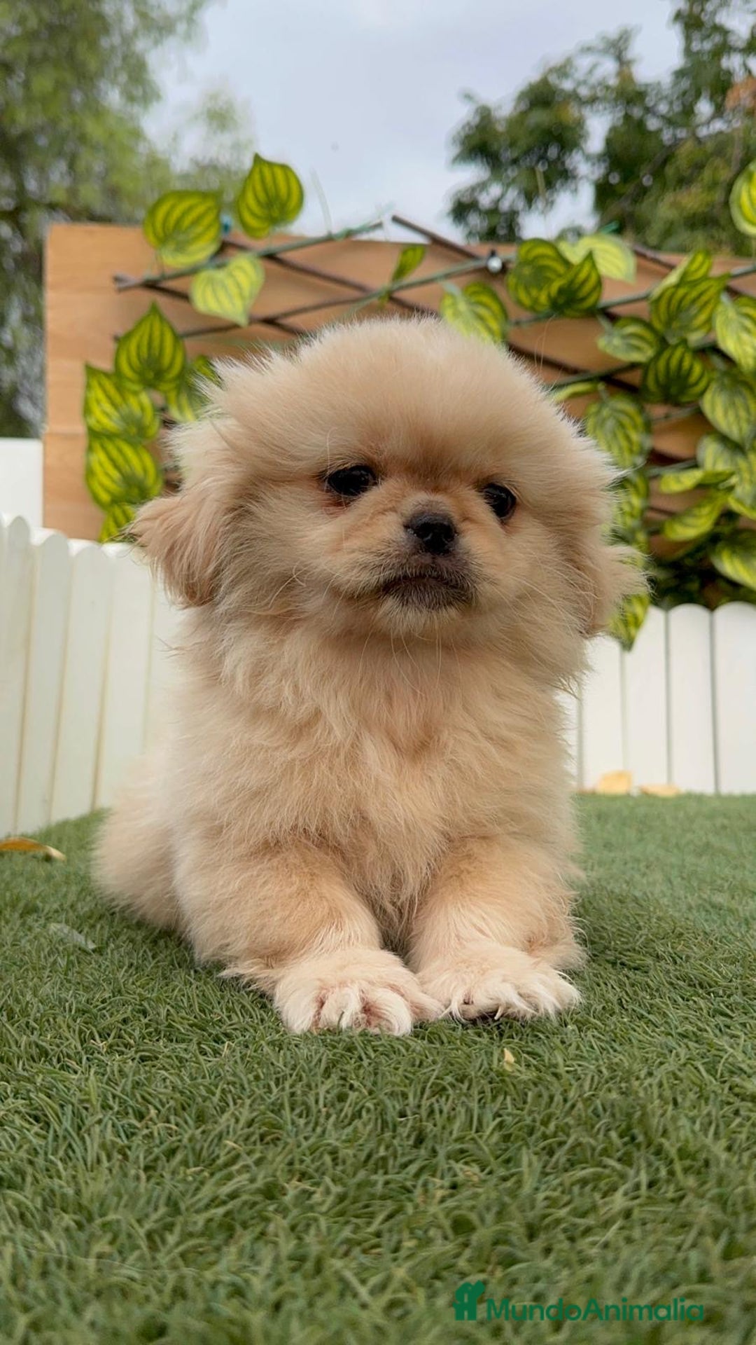 Pekinés perros en venta: PEKINES IMPERIAL - Imagen 18