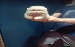 Pomerania perros en venta: Pomerania ositos exóticos 🩵🩵🩵 - Imagen 9