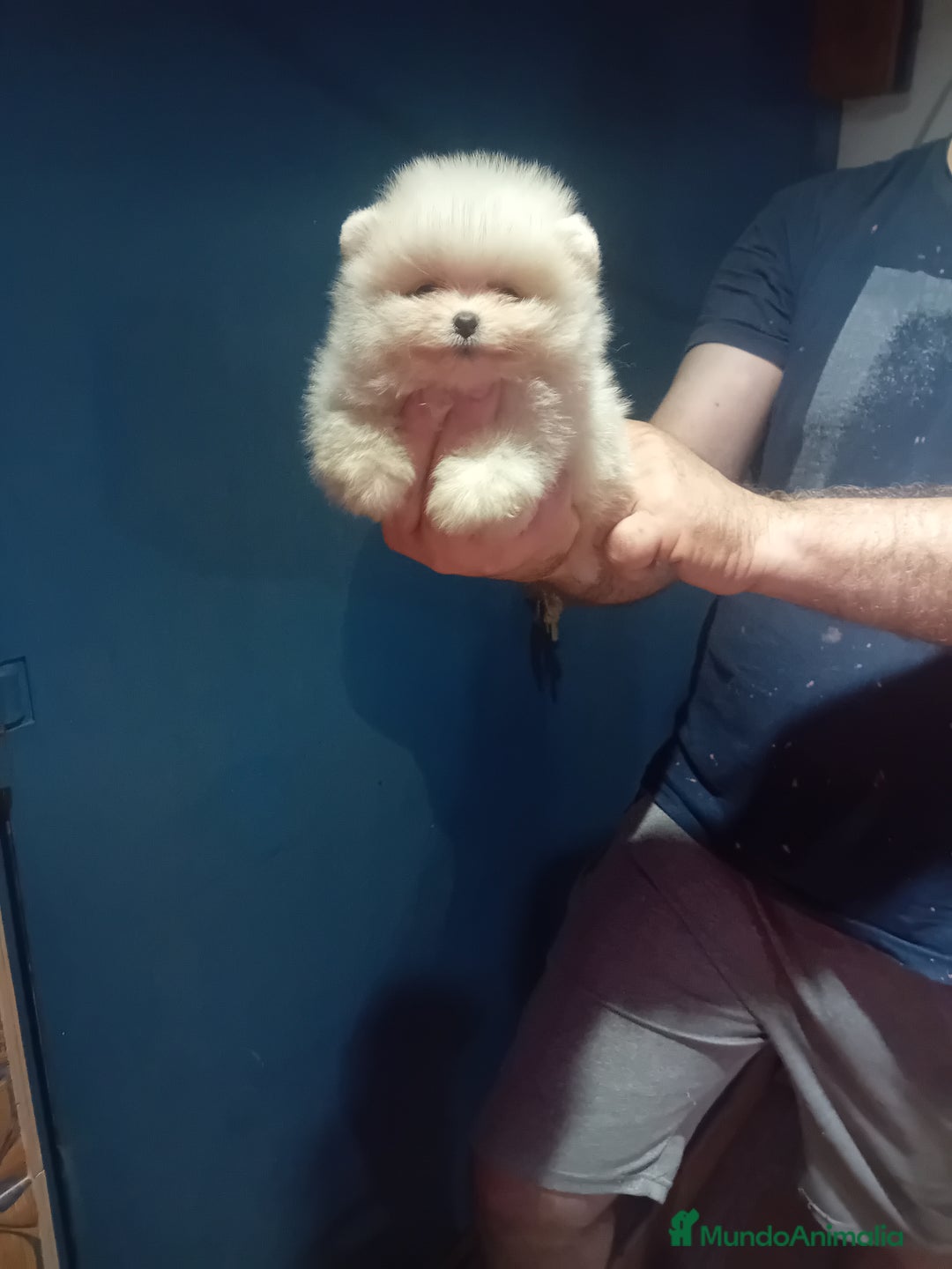 Pomerania perros en venta: Pomerania ositos exóticos 🩵🩵🩵 - Imagen 9