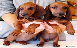 Teckel perros en venta: Teckel de pelo fino - Imagen 8