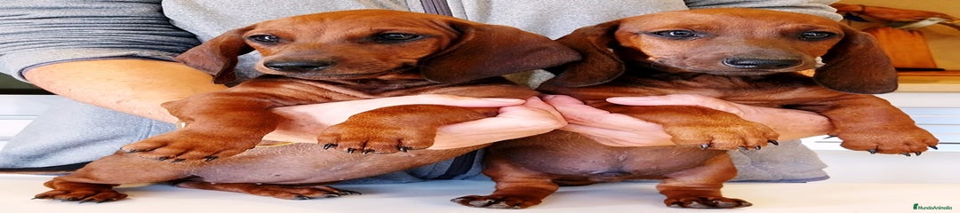 Teckel Cachorro 4