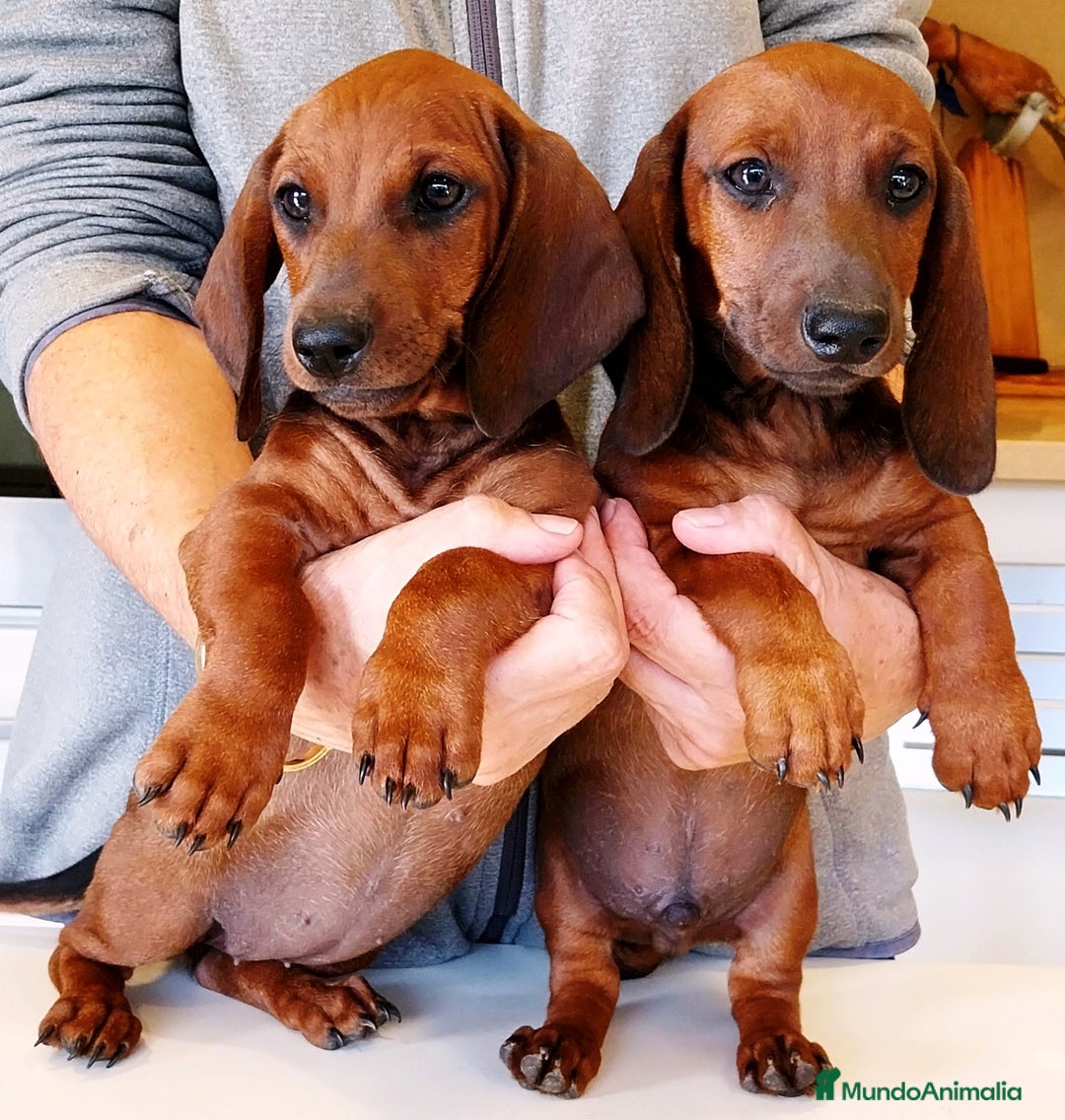 Teckel perros en venta: Teckel de pelo fino - Imagen 8