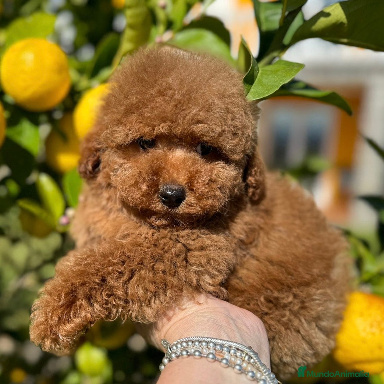 Caniche Toy perros Caniche Rojo Toy - Anuncio 4