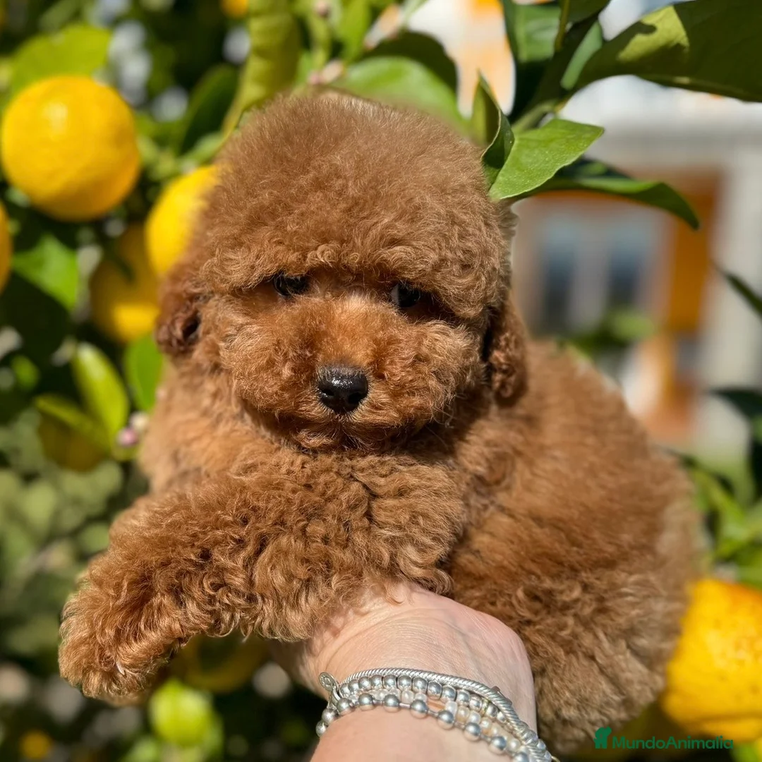 Caniche Toy perros en venta: Caniche Rojo Toy - Anuncio 1