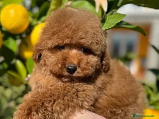 Caniche Toy perros Caniche Rojo Toy - Anuncio 4