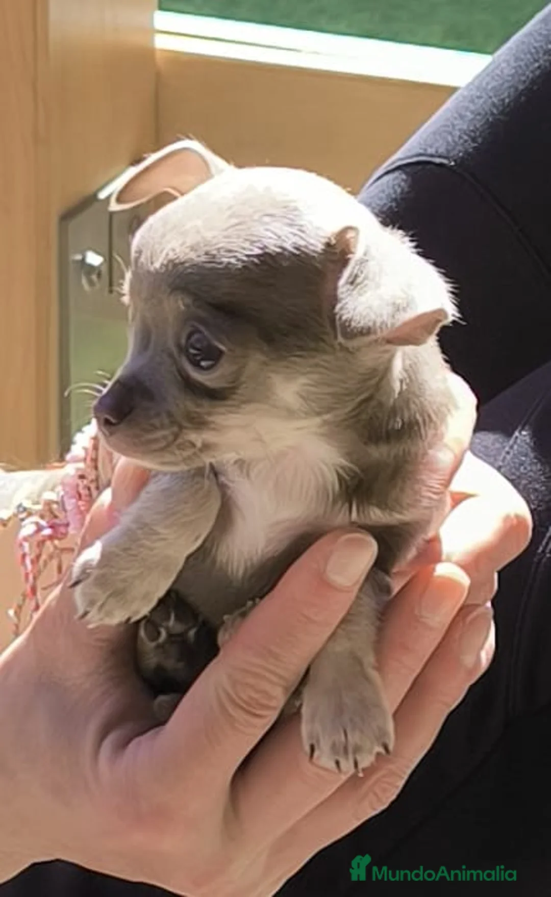 Chihuahua perros en venta: Chihuahua hembra Toy lilac - Anuncio 2