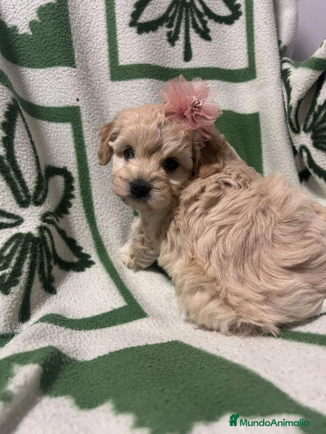 Maltipoo perros en venta: Maltipoo 628789235 - Anuncio 1