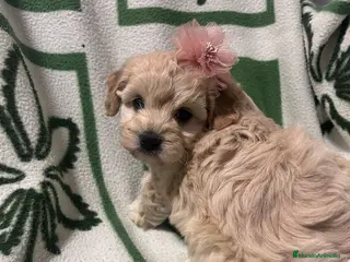 Maltipoo perros Maltipoo 628789235 - Anuncio 1