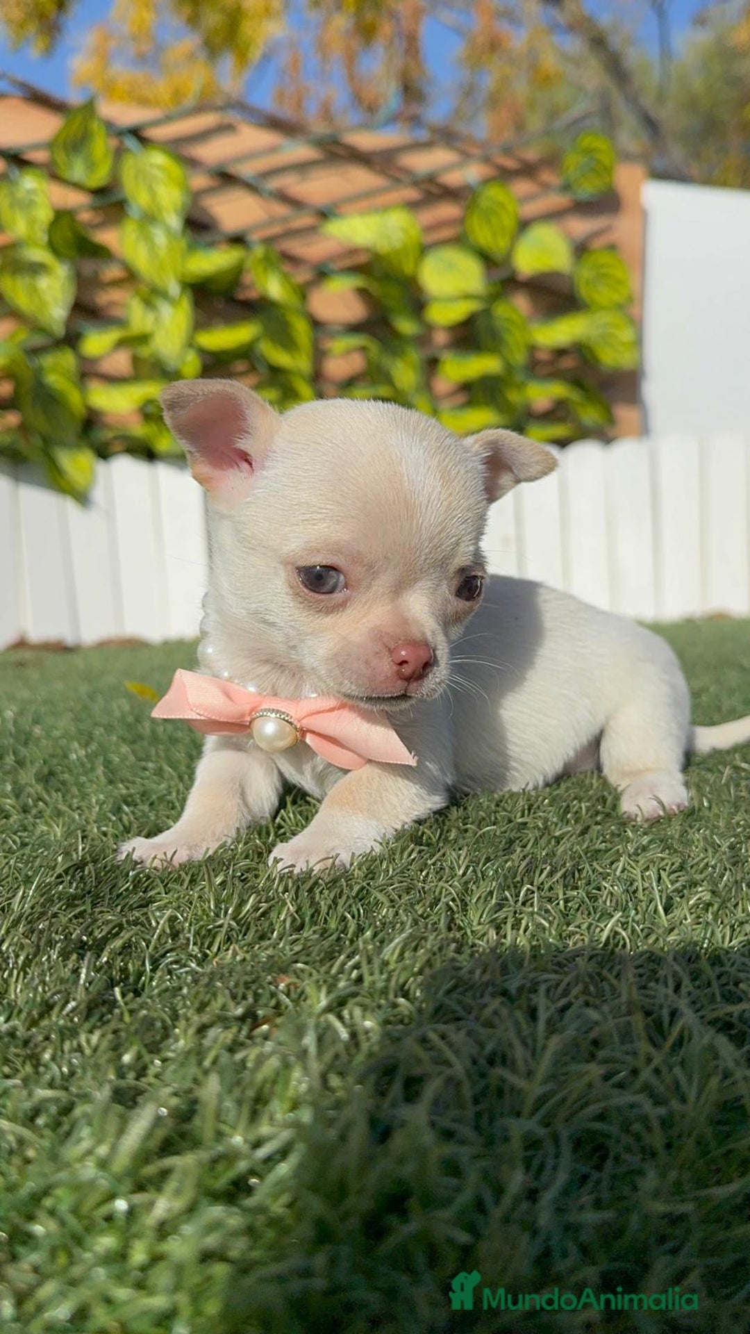 Chihuahua perros en venta: CHIHUAHUA HEMBRA - Anuncio 22