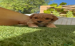 Caniche Toy perros en venta: CANICHE TOY MACHO - Imagen 8