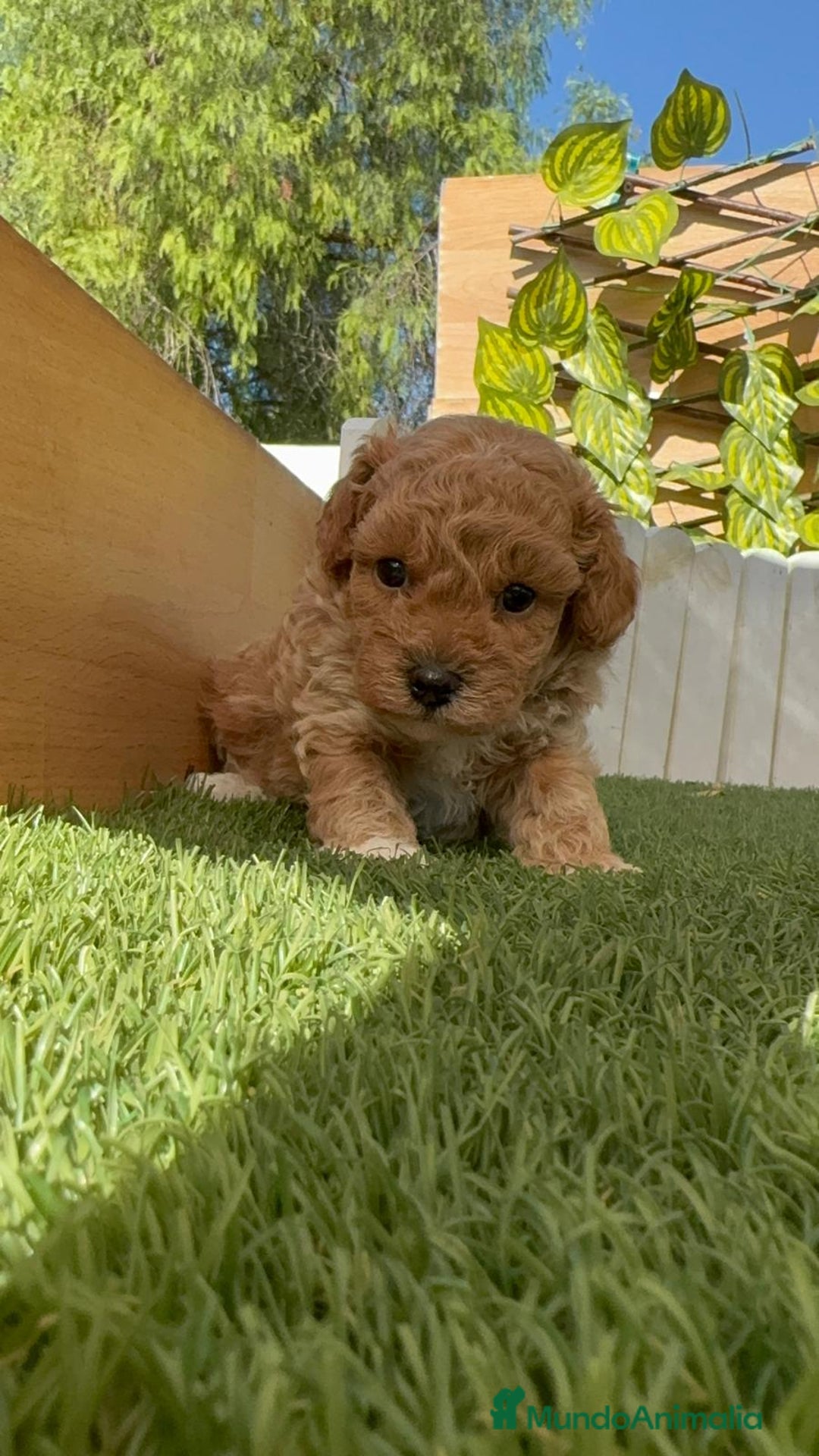 Caniche Toy perros en venta: CANICHE TOY MACHO - Imagen 8