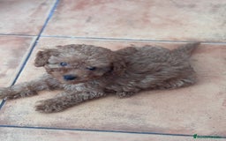 Caniche Toy perros en venta: Excelente camada de caniche rojo toy.  - Imagen 8