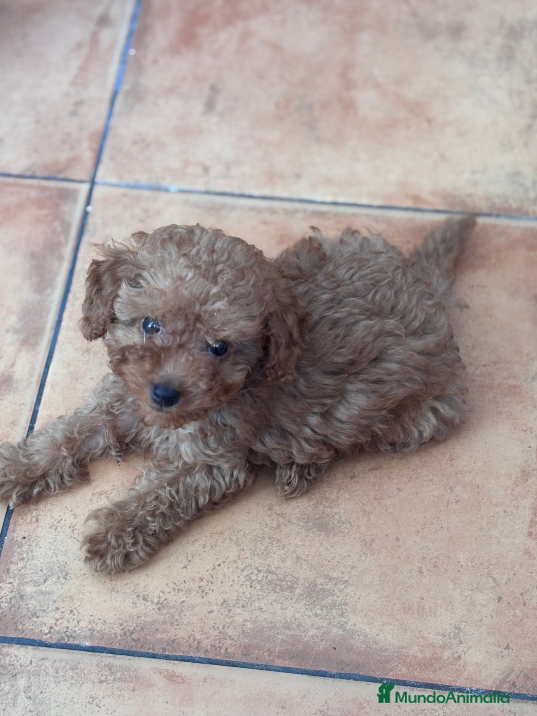 Caniche Toy perros en venta: Excelente camada de caniche rojo toy.  - Imagen 8