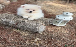 Pomerania perros en venta: Pomerania listo para entregar  - Imagen 7