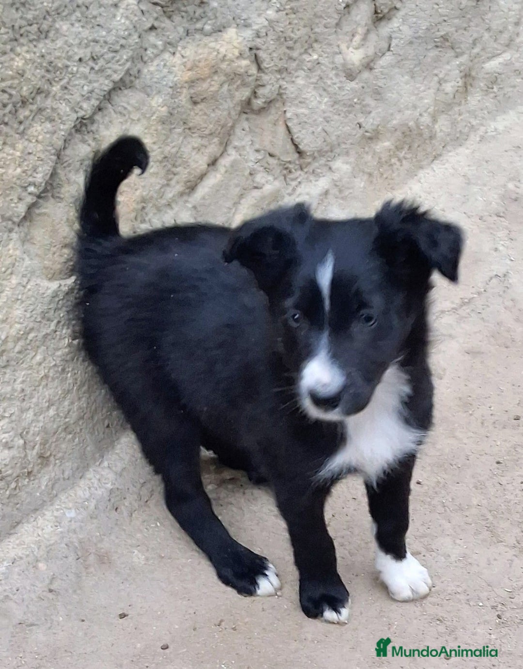 Bearded Collie perros en venta: Boder collie Valdemoro  - Anuncio 5