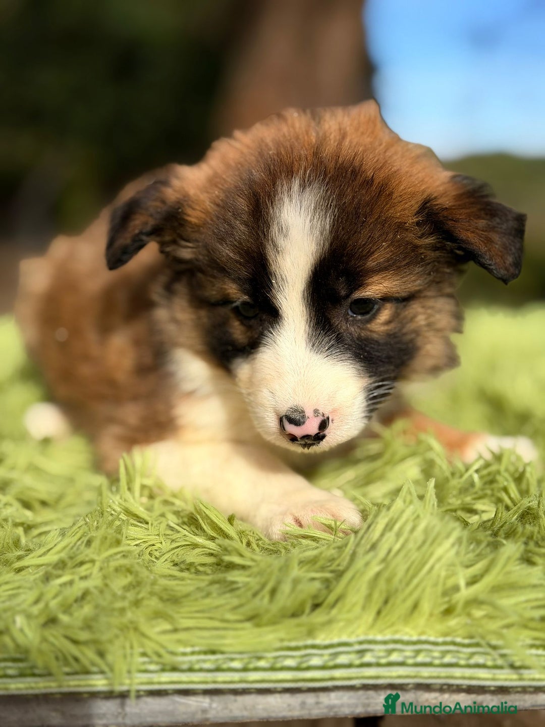 Border Collie perros en venta: Border collie tricolor  - Anuncio 4