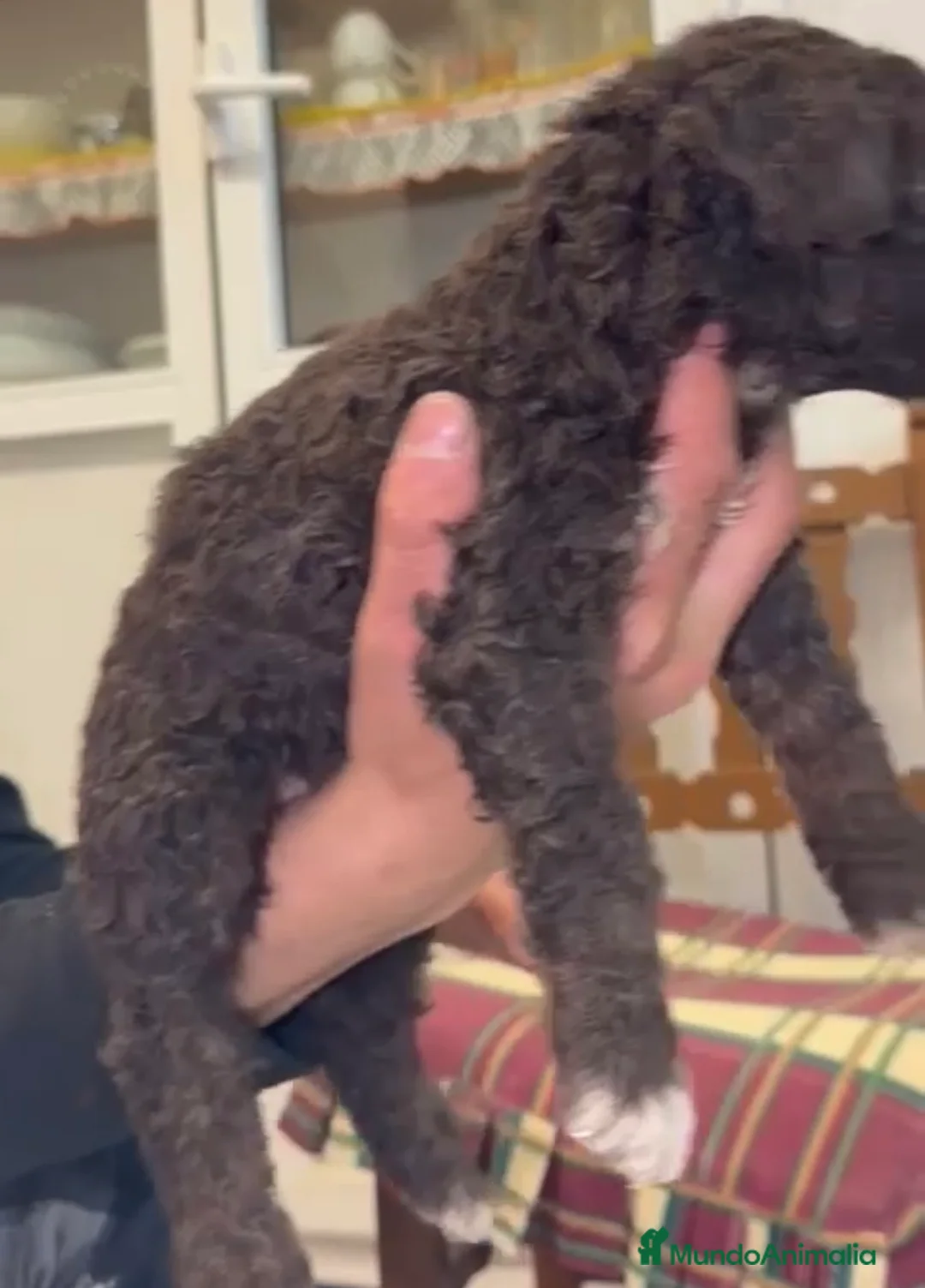 Perro de Agua Español perros en venta: Última cachorra chocolate disponible!! en Sevilla - Anuncio 2