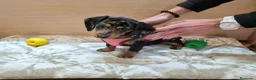 Teckel perros en venta: Teckel - Anuncio 8