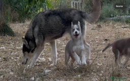 Husky Siberiano perros en venta: Husky siberiano  - Imagen 21