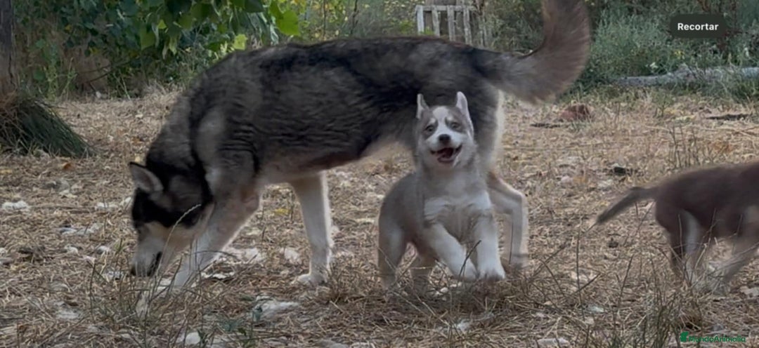 Husky Siberiano perros en venta: Husky siberiano  - Imagen 21